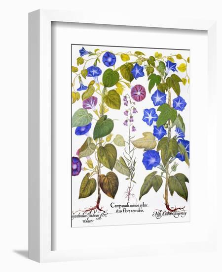 Bluebell And Morning Glory-Besler Basilius-Framed Giclee Print