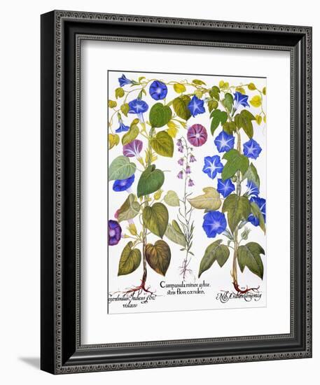 Bluebell And Morning Glory-Besler Basilius-Framed Giclee Print