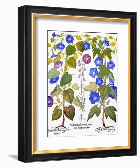 Bluebell And Morning Glory-Besler Basilius-Framed Giclee Print