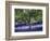 Bluebell and Silver Birch-Jon Arnold-Framed Photographic Print