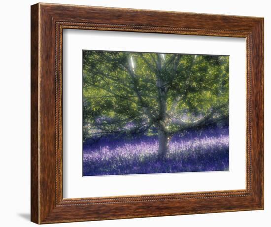 Bluebell and Silver Birch-Jon Arnold-Framed Photographic Print