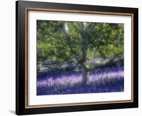 Bluebell and Silver Birch-Jon Arnold-Framed Photographic Print