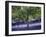 Bluebell and Silver Birch-Jon Arnold-Framed Photographic Print