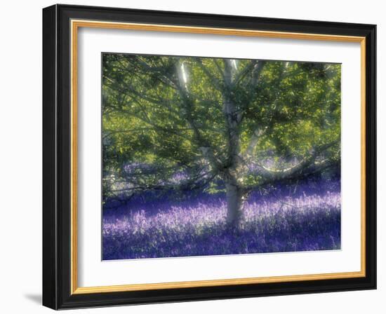 Bluebell and Silver Birch-Jon Arnold-Framed Photographic Print
