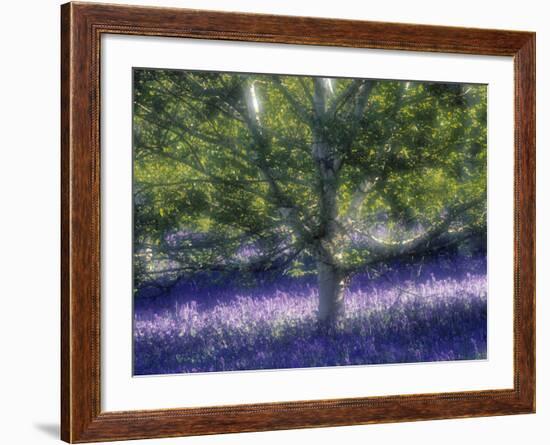 Bluebell and Silver Birch-Jon Arnold-Framed Photographic Print