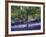 Bluebell and Silver Birch-Jon Arnold-Framed Photographic Print