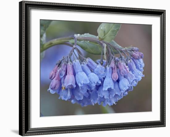 Bluebell (Campanula Rotundifolia), Shoshone National Forest, Wyoming-James Hager-Framed Photographic Print