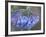 Bluebell (Campanula Rotundifolia), Shoshone National Forest, Wyoming-James Hager-Framed Photographic Print