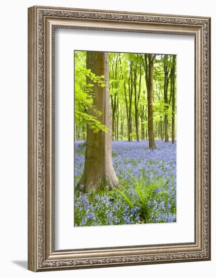 Bluebell carpet among beech trees. West Woods, Wiltshire, UK-Ross Hoddinott-Framed Photographic Print