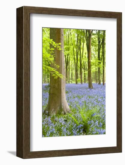 Bluebell carpet among beech trees. West Woods, Wiltshire, UK-Ross Hoddinott-Framed Photographic Print