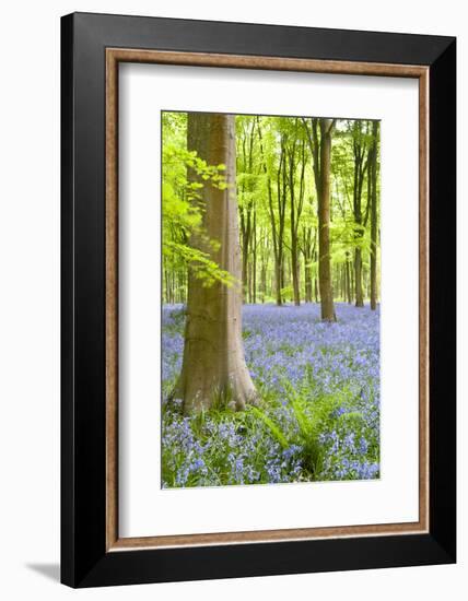 Bluebell carpet among beech trees. West Woods, Wiltshire, UK-Ross Hoddinott-Framed Photographic Print