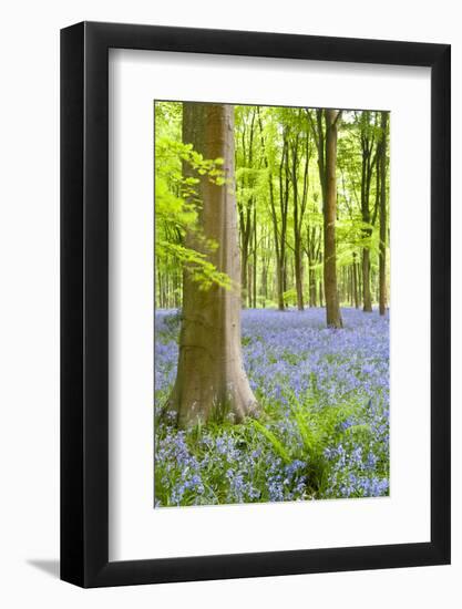 Bluebell carpet among beech trees. West Woods, Wiltshire, UK-Ross Hoddinott-Framed Photographic Print