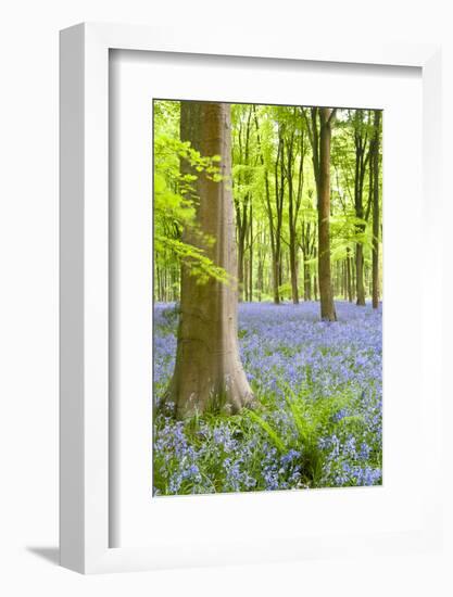 Bluebell carpet among beech trees. West Woods, Wiltshire, UK-Ross Hoddinott-Framed Photographic Print