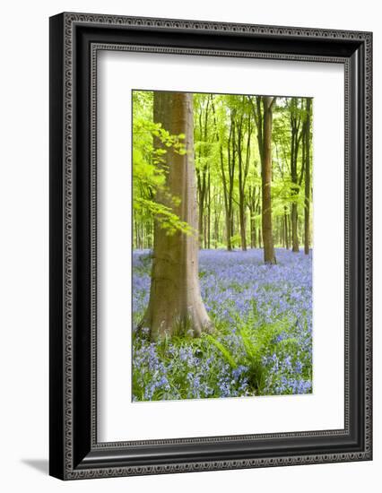 Bluebell carpet among beech trees. West Woods, Wiltshire, UK-Ross Hoddinott-Framed Photographic Print