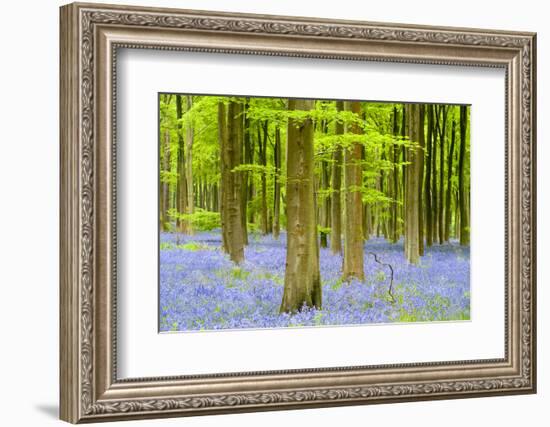 Bluebell carpet among beech trees, West Woods, Wiltshire, UK-Ross Hoddinott-Framed Photographic Print