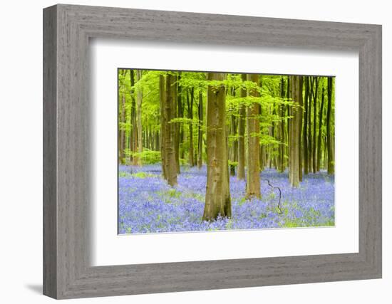 Bluebell carpet among beech trees, West Woods, Wiltshire, UK-Ross Hoddinott-Framed Photographic Print