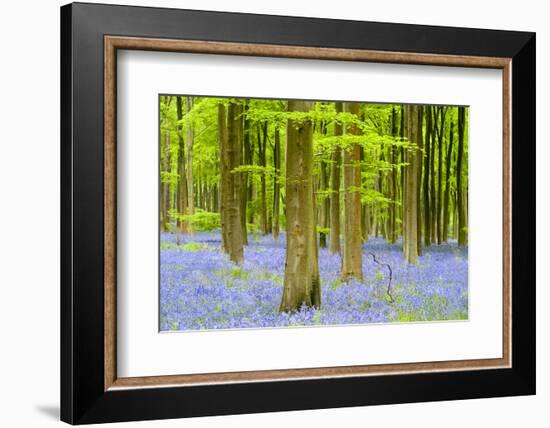 Bluebell carpet among beech trees, West Woods, Wiltshire, UK-Ross Hoddinott-Framed Photographic Print