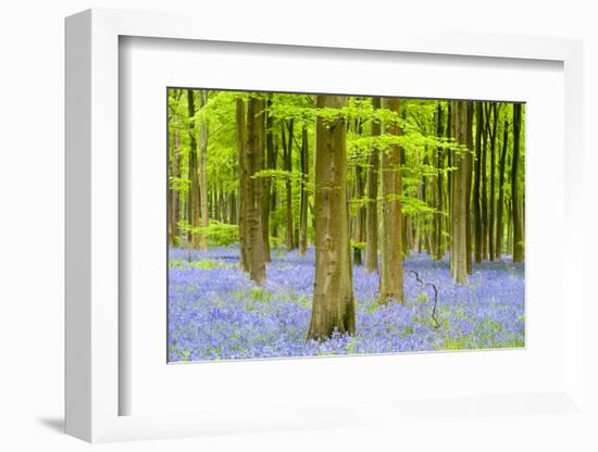 Bluebell carpet among beech trees, West Woods, Wiltshire, UK-Ross Hoddinott-Framed Photographic Print