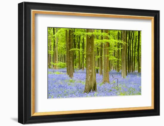 Bluebell carpet among beech trees, West Woods, Wiltshire, UK-Ross Hoddinott-Framed Photographic Print