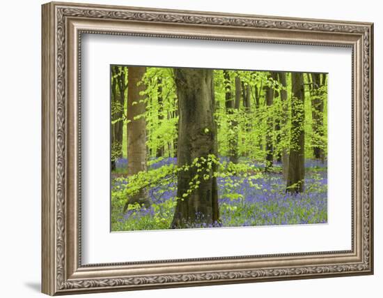 Bluebell Carpet in a Beech Woodland, West Woods, Lockeridge, Wiltshire, England. Spring-Adam Burton-Framed Photographic Print