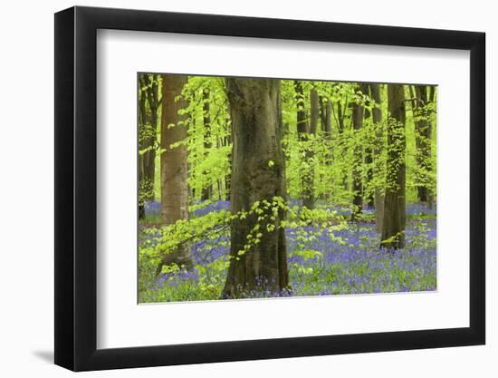 Bluebell Carpet in a Beech Woodland, West Woods, Lockeridge, Wiltshire, England. Spring-Adam Burton-Framed Photographic Print