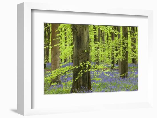 Bluebell Carpet in a Beech Woodland, West Woods, Lockeridge, Wiltshire, England. Spring-Adam Burton-Framed Photographic Print