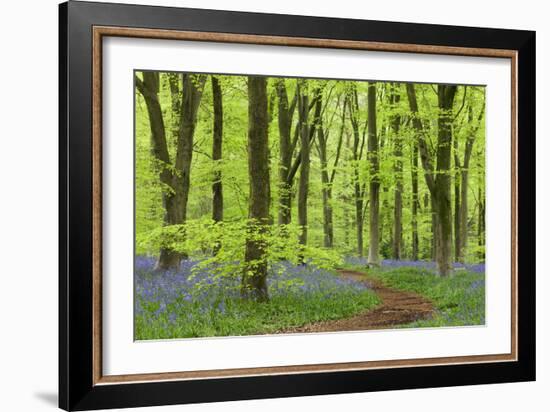 Bluebell Carpet in a Beech Woodland, West Woods, Wiltshire, England. Spring-Adam Burton-Framed Photographic Print