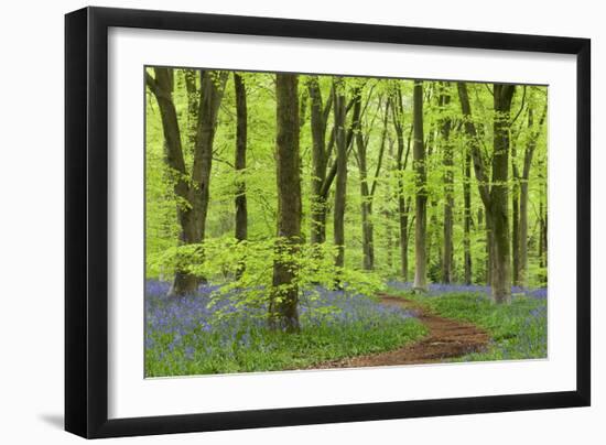 Bluebell Carpet in a Beech Woodland, West Woods, Wiltshire, England. Spring-Adam Burton-Framed Photographic Print