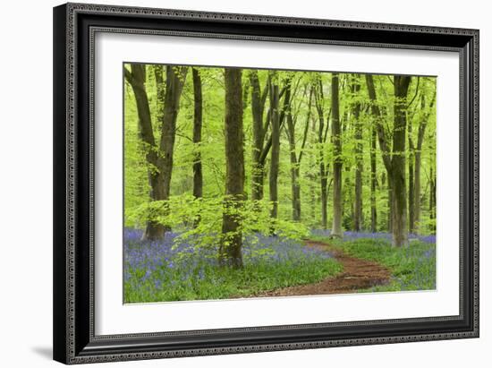 Bluebell Carpet in a Beech Woodland, West Woods, Wiltshire, England. Spring-Adam Burton-Framed Photographic Print