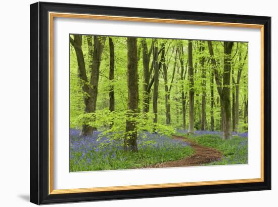 Bluebell Carpet in a Beech Woodland, West Woods, Wiltshire, England. Spring-Adam Burton-Framed Photographic Print