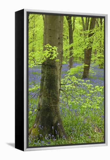 Bluebell Carpet in a Beech Woodland, West Woods, Wiltshire, England. Spring-Adam Burton-Framed Premier Image Canvas
