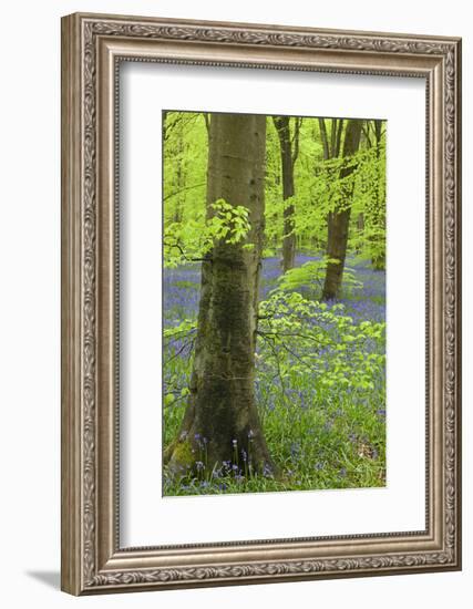 Bluebell Carpet in a Beech Woodland, West Woods, Wiltshire, England. Spring-Adam Burton-Framed Photographic Print