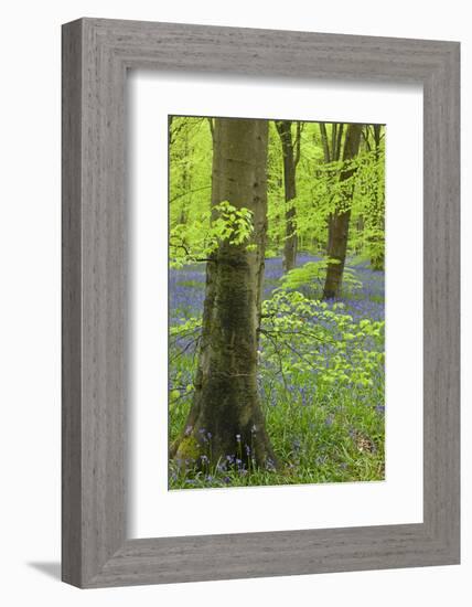 Bluebell Carpet in a Beech Woodland, West Woods, Wiltshire, England. Spring-Adam Burton-Framed Photographic Print