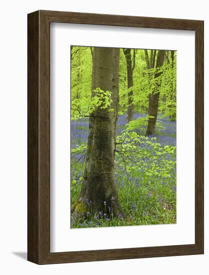 Bluebell Carpet in a Beech Woodland, West Woods, Wiltshire, England. Spring-Adam Burton-Framed Photographic Print