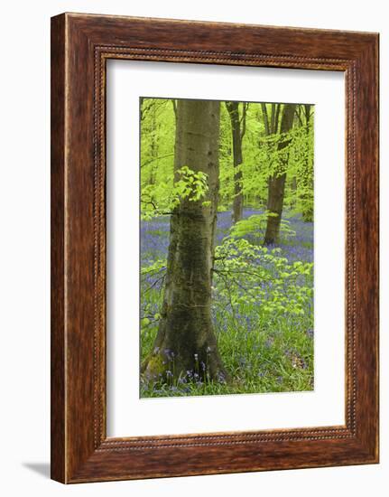 Bluebell Carpet in a Beech Woodland, West Woods, Wiltshire, England. Spring-Adam Burton-Framed Photographic Print