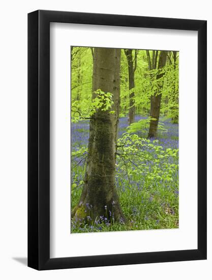 Bluebell Carpet in a Beech Woodland, West Woods, Wiltshire, England. Spring-Adam Burton-Framed Photographic Print