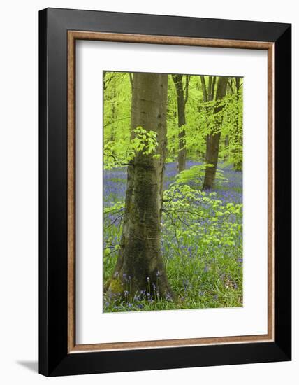 Bluebell Carpet in a Beech Woodland, West Woods, Wiltshire, England. Spring-Adam Burton-Framed Photographic Print