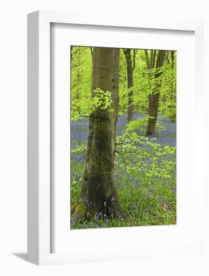 Bluebell Carpet in a Beech Woodland, West Woods, Wiltshire, England. Spring-Adam Burton-Framed Photographic Print