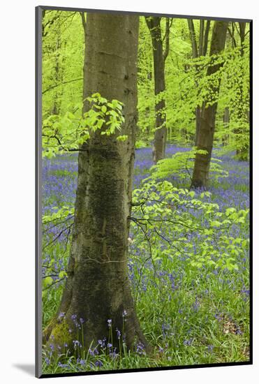 Bluebell Carpet in a Beech Woodland, West Woods, Wiltshire, England. Spring-Adam Burton-Mounted Photographic Print