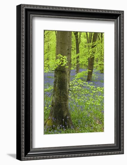 Bluebell Carpet in a Beech Woodland, West Woods, Wiltshire, England. Spring-Adam Burton-Framed Photographic Print