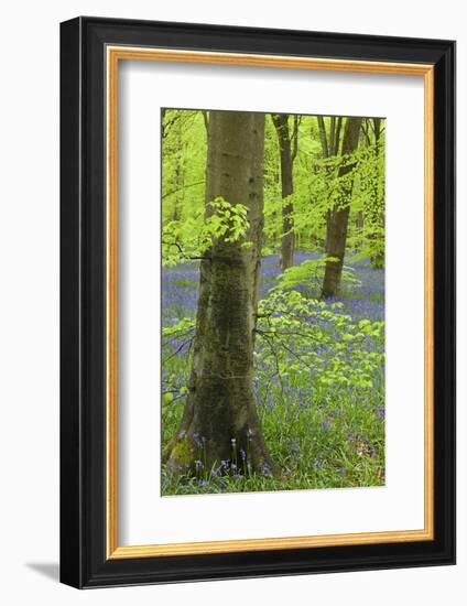 Bluebell Carpet in a Beech Woodland, West Woods, Wiltshire, England. Spring-Adam Burton-Framed Photographic Print