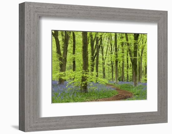 Bluebell Carpet in a Beech Woodland, West Woods, Wiltshire, England. Spring-Adam Burton-Framed Photographic Print