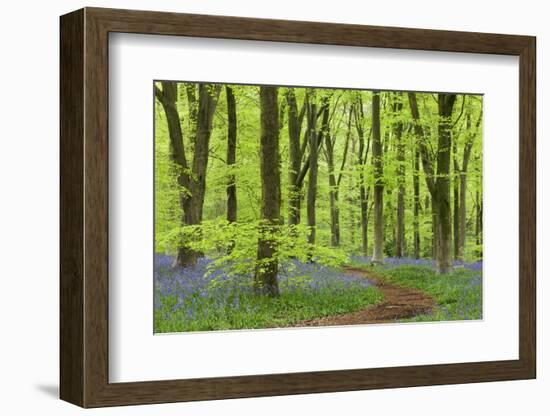 Bluebell Carpet in a Beech Woodland, West Woods, Wiltshire, England. Spring-Adam Burton-Framed Photographic Print