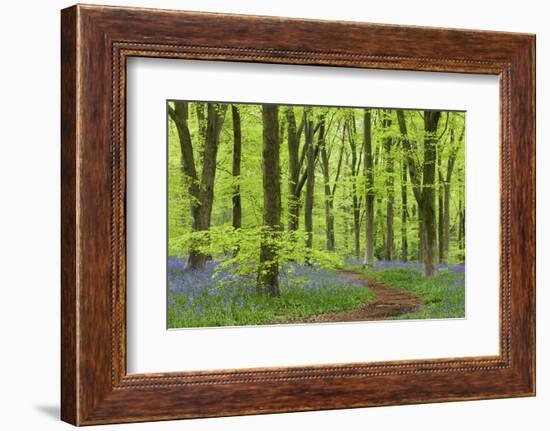 Bluebell Carpet in a Beech Woodland, West Woods, Wiltshire, England. Spring-Adam Burton-Framed Photographic Print