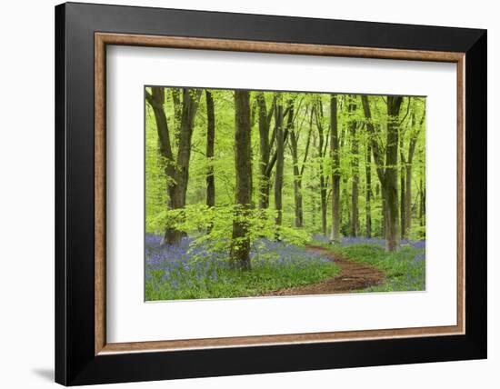 Bluebell Carpet in a Beech Woodland, West Woods, Wiltshire, England. Spring-Adam Burton-Framed Photographic Print