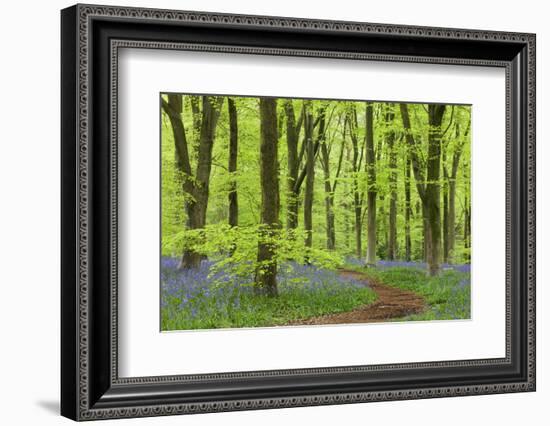 Bluebell Carpet in a Beech Woodland, West Woods, Wiltshire, England. Spring-Adam Burton-Framed Photographic Print