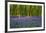 Bluebell Carpet-Alex Stewart-Framed Giclee Print