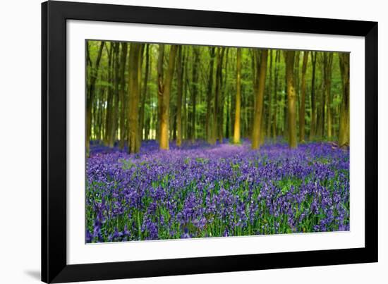 Bluebell Carpet-Alex Stewart-Framed Giclee Print