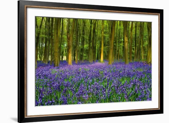 Bluebell Carpet-Alex Stewart-Framed Giclee Print