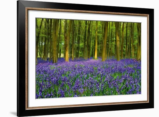 Bluebell Carpet-Alex Stewart-Framed Giclee Print